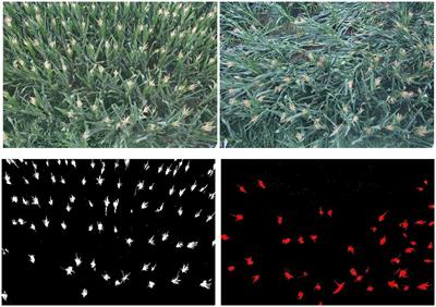 Mid-season lodging modulates photosynthesis, evapotranspiration, and dry matter accumulation and distribution simulated by the optimized model in maize